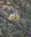 Blue tit on branch Royalty Free Stock Photo