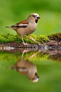 Cute bird. Beautiful songbird, Hawfinch, in water mirror, brown songbird sitting in the water, nice lichen tree branch, bird in th