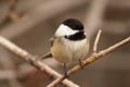 Fluffy chickadee perched on a bald branch in early spring Royalty Free Stock Photo