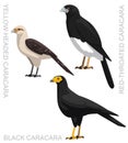 Cute Bird Black Caracara Set Cartoon Vector Royalty Free Stock Photo