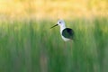 Cute bird. Black winged Stilt. Himantopus himantopus. Royalty Free Stock Photo