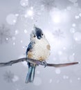 Cute bird on a branch watercolor Vector. Winter snowy beautiful backgrounds