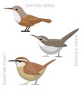Cute Bird Carolina Wren Set Cartoon Vector