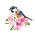 Cute bird in cherry blossom, sakura flowers in spring time. Water color twig