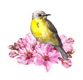 Cute bird in cherry blossom, sakura flowers in spring time. Watercolor twig Royalty Free Stock Photo