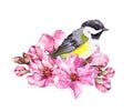 Cute bird in cherry blossom, sakura flowers in spring time. Watercolor twig Royalty Free Stock Photo