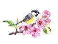 Cute bird in cherry blossom, sakura flowers in spring time. Watercolor twig Royalty Free Stock Photo