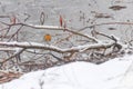 Cute bird European Robin, Roodborst white snow and frozen pond
