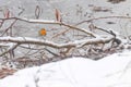 Cute bird European Robin, Roodborst white snow and frozen pond