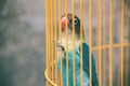 Cute bird face in yellow cage