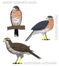 Cute Bird Falconry Accipiter Goshawk Set Cartoon Vector