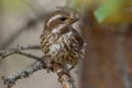 Profile look of the female purple finch on the spruce tree