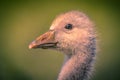 Cute bird Head of Greylag goose chick in vintage colors