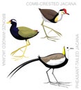 Cute Bird Jacana Set Cartoon Vector