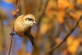 Cute bird with a muzzle caught on a branch