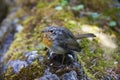 Cute bird in nature. European robin Royalty Free Stock Photo