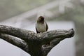 Cute bird perched on small trunk against blurred background