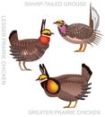 Cute Bird Prairie Chicken Grouse Set Cartoon Vector