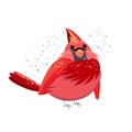 Cute bird red cardinal. Winter Christmas bird with snow. Funny character isolated on white background. Winter illustration for