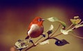 Cute Bird Retro Wallpaper Royalty Free Stock Photo