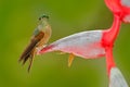 Cute bird sitting on a beautiful red Heliconia flower, tropical forest, animal in nature habitat. Wildlife scene from nature. Fawn