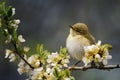 Cute bird sitting on a blossoming branch Royalty Free Stock Photo