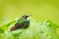 Cute bird sitting on the green leave, small bird in the green leaves, animal in the nature habitat, mountain tropic forest, wildli Royalty Free Stock Photo