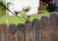 Cute bird sitting on wood fence. Royalty Free Stock Photo