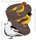 Cute Bird Snow Bunting Corn Crake Cartoon Vector