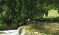 Cute bird standing on a stone near waterfall with green trees on background. Aruba nature. Royalty Free Stock Photo