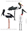 Cute Bird Stork Jabiru Set Cartoon Vector