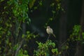 Cute bird on tree branch relaxing with blurred background Royalty Free Stock Photo