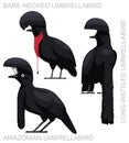 Cute Bird Umbrellabird Set Cartoon Vector