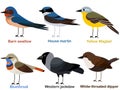 Cute bird vector illustration set, Barn swallow, House martin, Yellow Wagtail, Bluethroat, Western jackdaw, White throated dipper