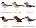 Cute bird vector illustration set, Blackcap, Thrush, Bluethroat, Redstart, Dipper, Wheatear