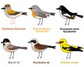 Cute bird vector illustration set, firecrest, flycatcher, tit, oriole. Colorful European bird cartoon collection