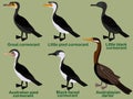 Cute bird vector illustration set, Great cormorant, Little pied, Little black, Australian pied, Black-faced, Australasian darter Royalty Free Stock Photo