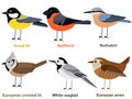 Cute bird vector illustration set, Great tit, Nuthatch, Bullfinch, White wagtail, Eurasian wren, European, crested tit