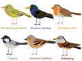 Cute bird vector illustration set, Greenfinch, Robin, Starling, Chaffinch, Coal tit, Brambling Royalty Free Stock Photo