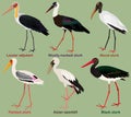 Cute bird vector illustration set, Painted stork, Black, Wood, Woolly-necked stork, Asian openbill, Lesser adjutant Royalty Free Stock Photo