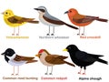 Cute bird vector illustration set, Yellowhammer, Wheatear, Red crossbill, Reed bunting, Redpoll, Alpine Chough