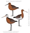 Cute Bird Wader Godwit Set Cartoon Vector