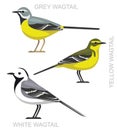 Cute Bird Wagtail Set Cartoon Vector