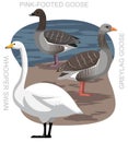 Cute Bird Whooper Swan Greylag Goose Set Cartoon Vector