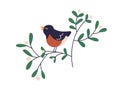 Cute bird on winter berry branch, singing song. Little bullfinch singer on snowberry tree twig with leaves, tweeting