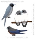 Cute Bird Woodswallow Set Cartoon Vector Royalty Free Stock Photo