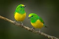 Cute birds. Beautiful tanager Blue-naped Chlorophonia, Chlorophonia cyanea, exotic tropical green songbird from Colombia. Wildlife Royalty Free Stock Photo