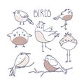 Cute birds in doodle style. Birding and ornithology concept