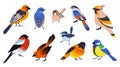 Cute birds. Flying animals. Little goldfinch. Small sparrow. Forest nature fauna. Titmouse or waxwing. Multicolored