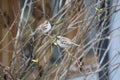 Cute Birds with Nature